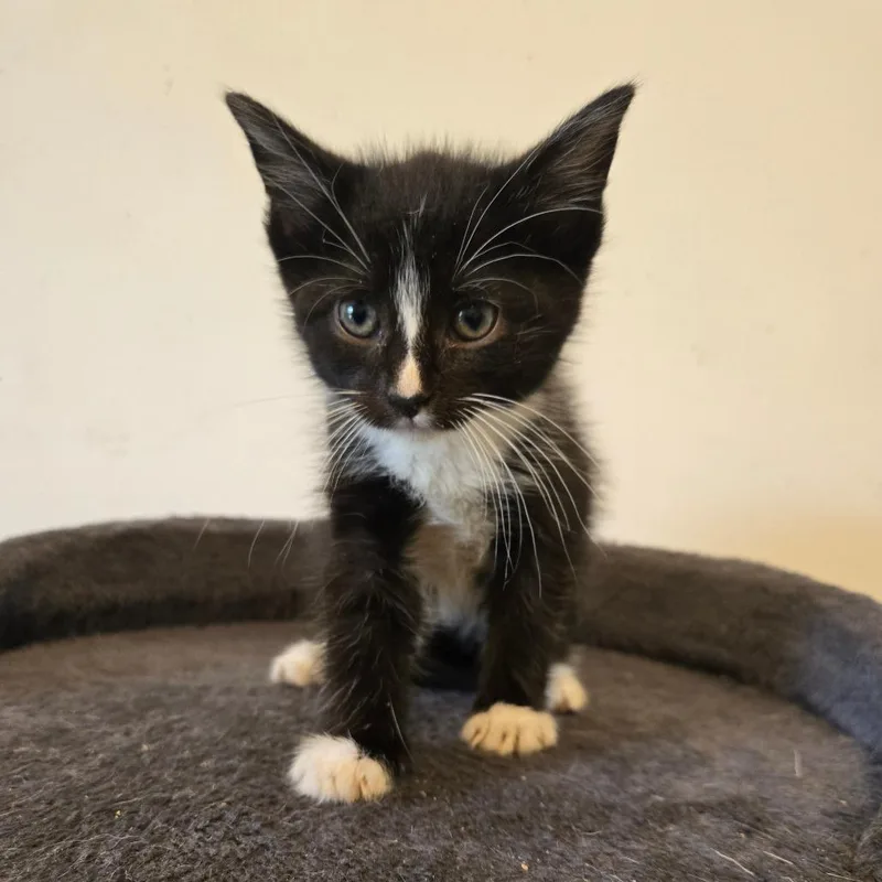 A baby small-sized male Gray / Blue / Silver Domestic Short Hair cat named Piano in Parsonsburg for adoption in Alexandria, VA