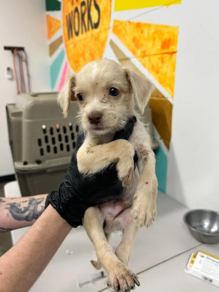 A baby small-sized male Mixed Breed dog named Dandy for adoption in Thousand Oaks, CA