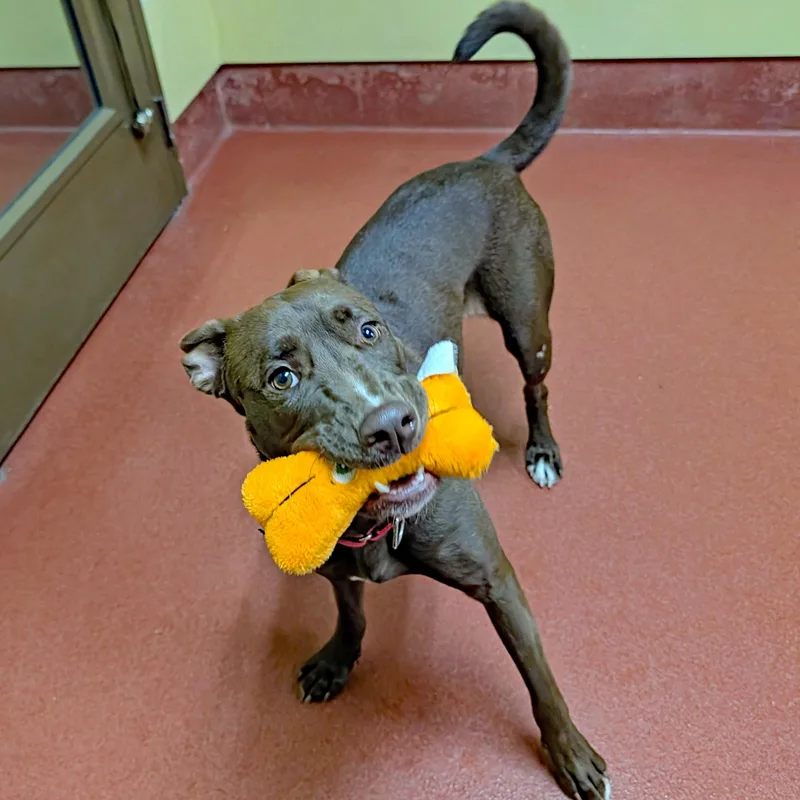 An adult medium-sized female Chocolate Labrador Retriever dog named Abby for adoption in Accident, MD