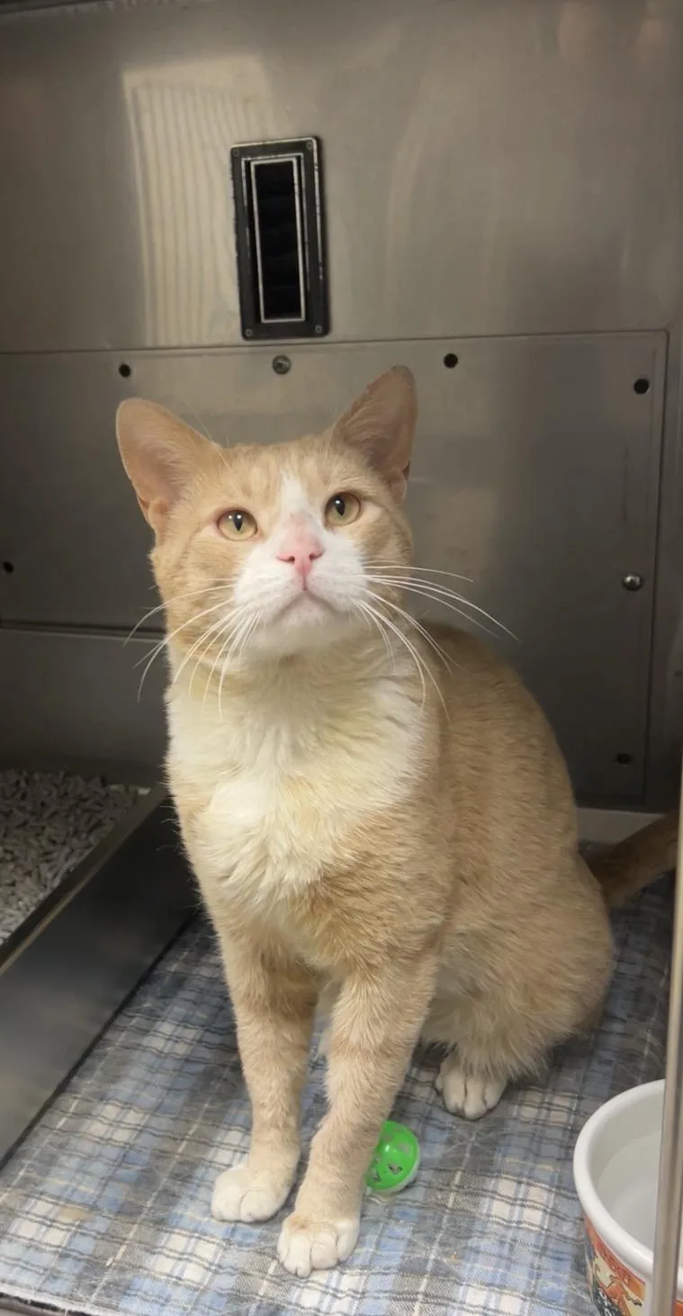 An adult medium-sized male Orange & White Domestic Short Hair cat named Marvin for adoption in Montville, NJ