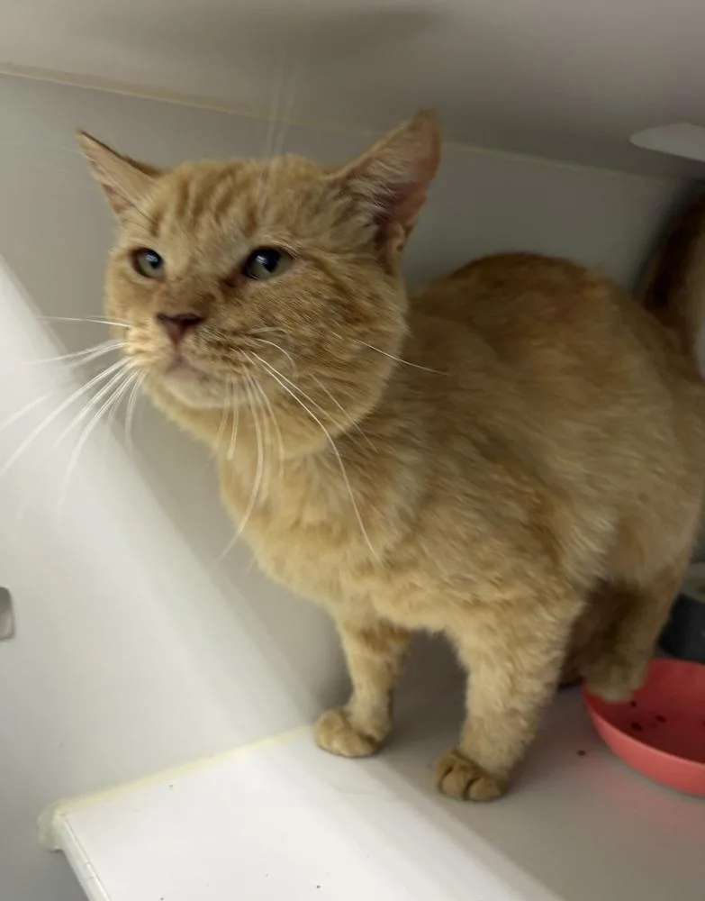 An adult medium-sized male Tabby (Orange / Red) Domestic Medium Hair cat named Bosco for adoption in Rochester, IN