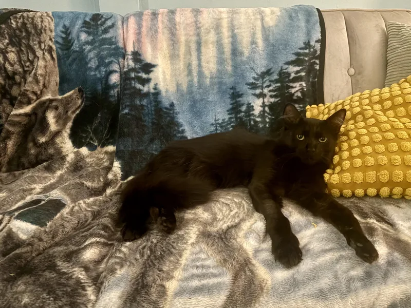 An adult medium-sized male Black Domestic Medium Hair cat named Zeus for adoption in Nutley, NJ