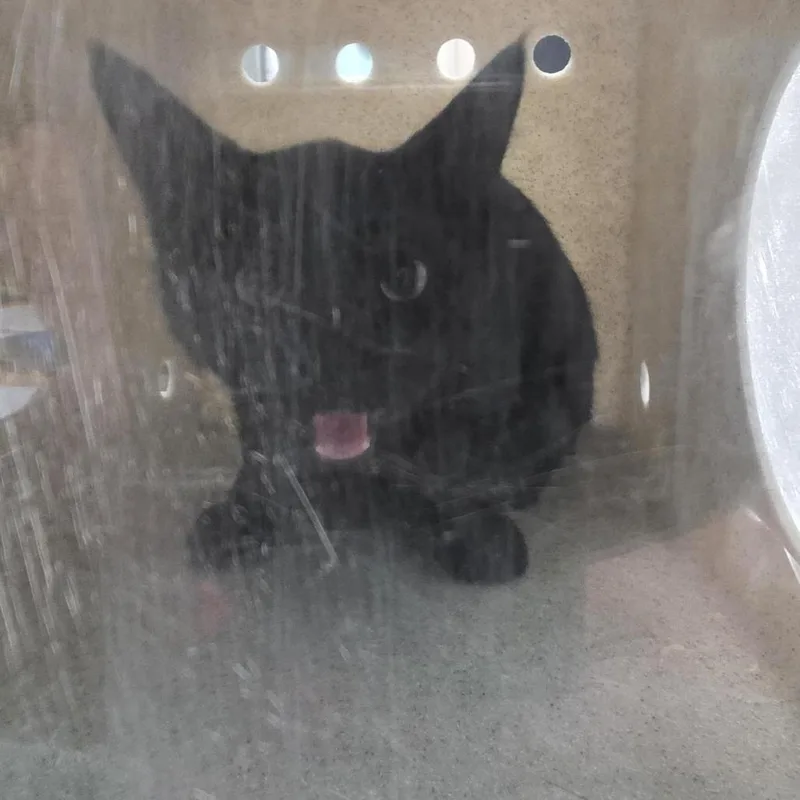 A baby small-sized male Black Domestic Short Hair cat named Emily for adoption in Tacoma, WA