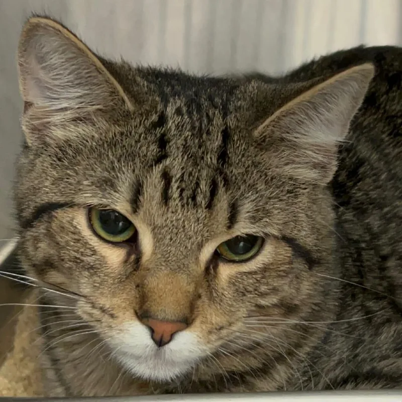 A young medium-sized male Brown / Chocolate Domestic Short Hair cat named Wah Wah for adoption in Davenport, IA