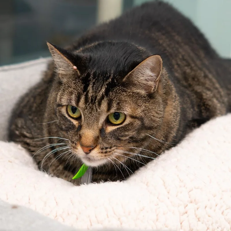 A senior large-sized male Brown / Chocolate Domestic Short Hair cat named George "Larry" for adoption in Lakewood, CO