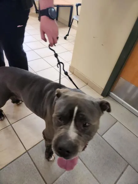 A senior large-sized male Pit Bull Terrier dog named Monster for adoption in Virginia Beach, VA