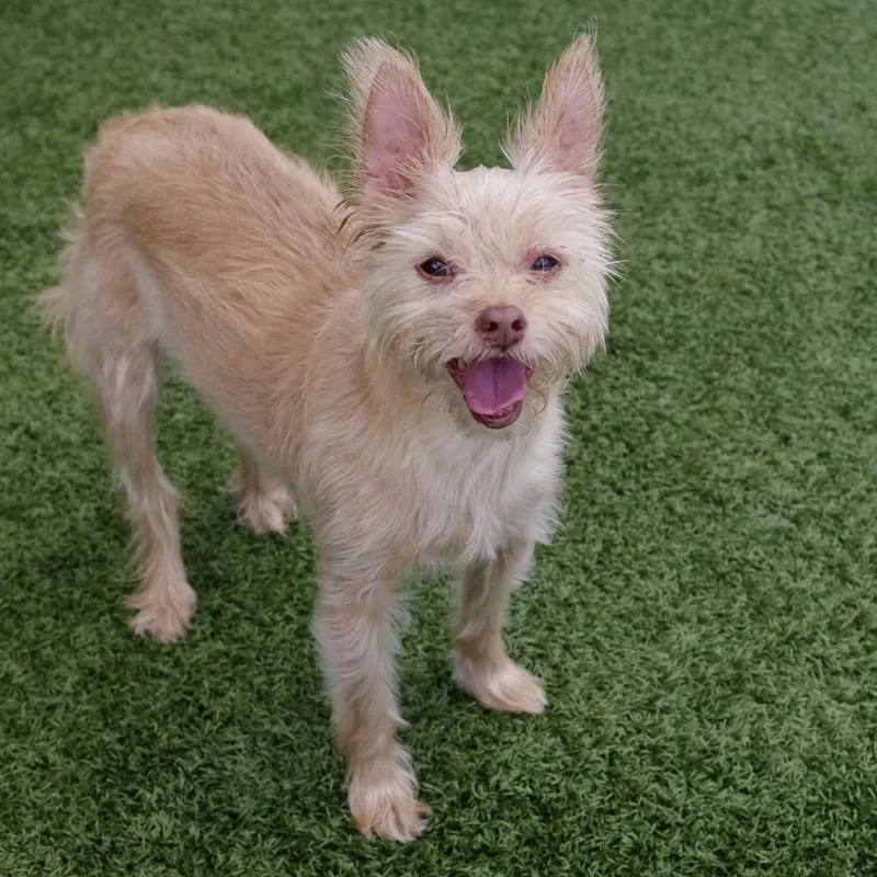 A senior small-sized female Yellow / Tan / Blond / Fawn Chihuahua dog named Nami for adoption in Miami, FL