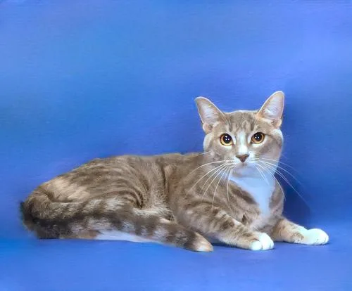 An adult small-sized female Domestic Short Hair cat named Chase for adoption in Pasadena, CA