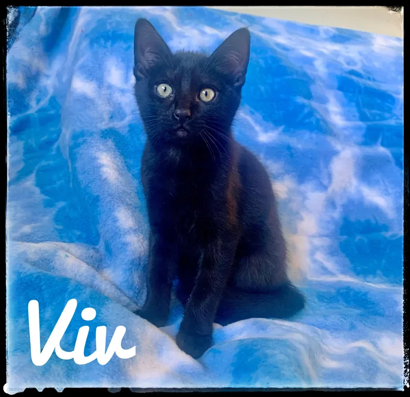 Viv