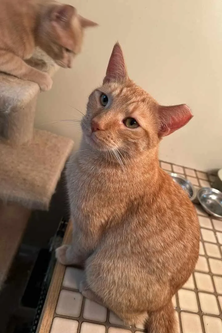 A young medium-sized male Tabby (Orange / Red) Domestic Short Hair cat named Louie for adoption in Smyrna, DE
