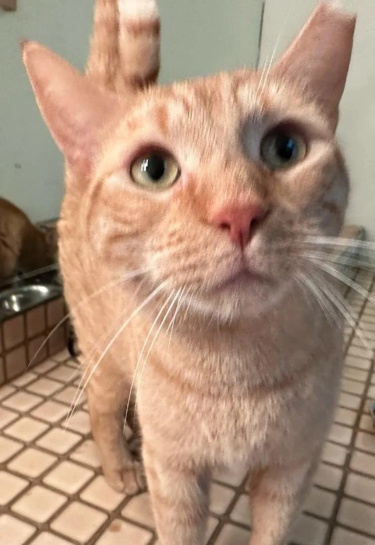 Louie thumbnail 4