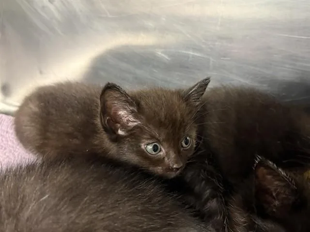 A baby small-sized female Domestic Short Hair cat named Brown for adoption in Grand Prairie, TX