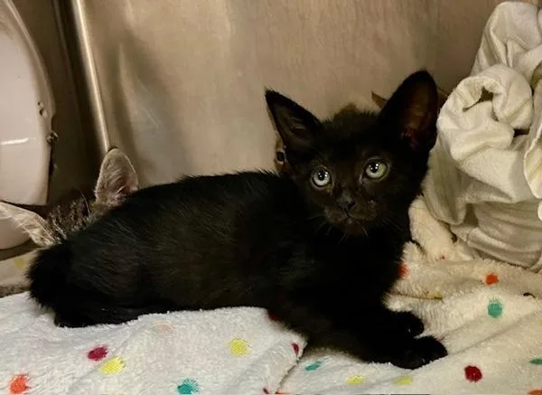 Kol