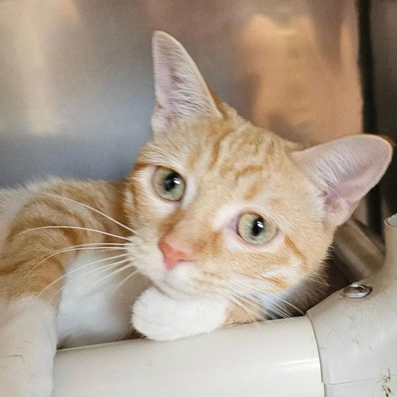 A young medium-sized female Orange / Red Domestic Short Hair cat named Octobella for adoption in Grinnell, IA
