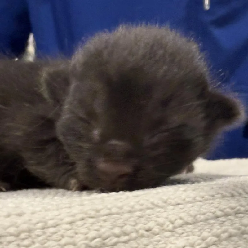 A young small-sized male Black Domestic Short Hair cat named Compact Disc for adoption in Tucson, AZ