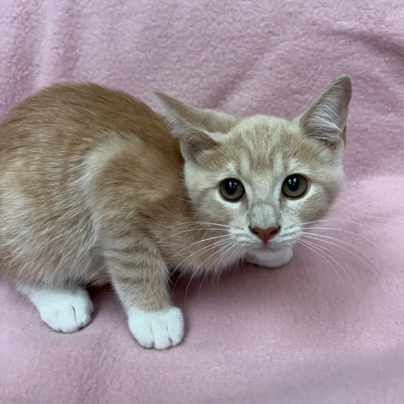 A baby small-sized female Buff / Tan / Fawn Domestic Short Hair cat named Zooli for adoption in West Point, MS