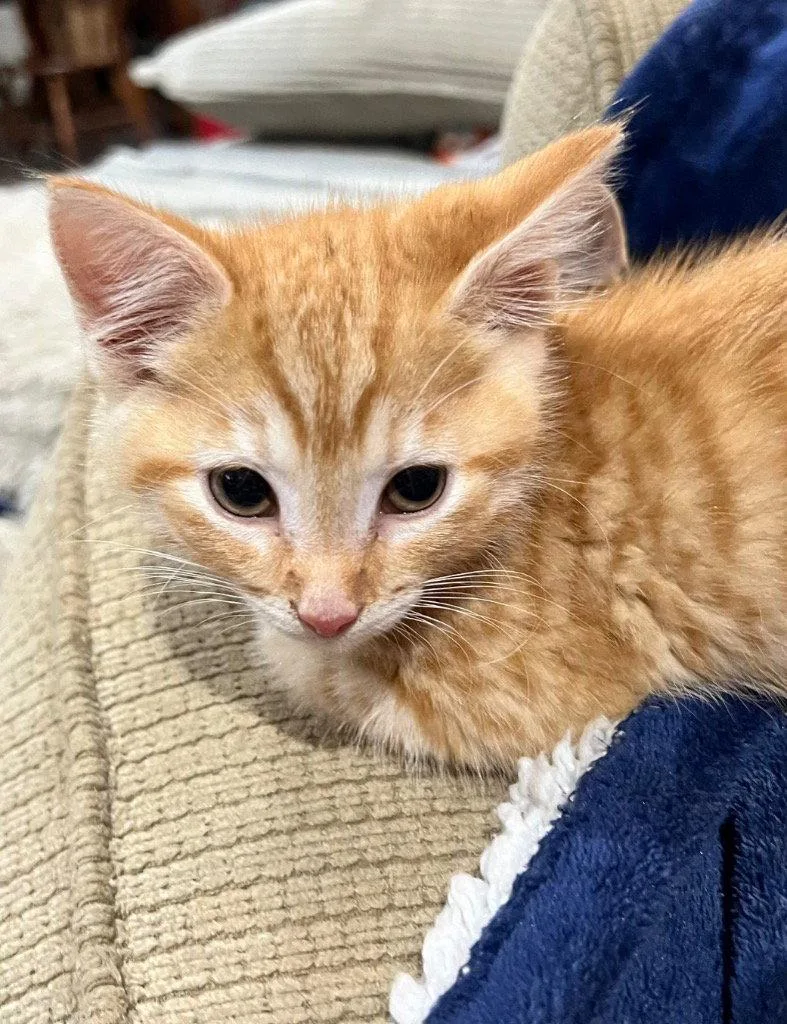 A baby medium-sized male Domestic Short Hair cat named Everglades for adoption in Cromwell, KY