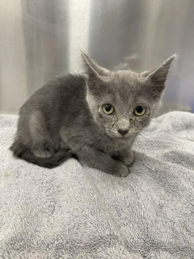 A baby small-sized male Domestic Short Hair cat named Jacks for adoption in Hagerstown, MD