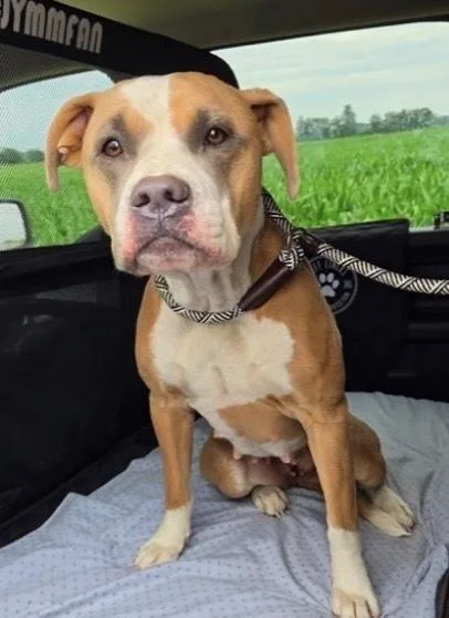 An adult medium-sized female White / Cream Mixed Breed dog named Kyra for adoption in Rochester, IN