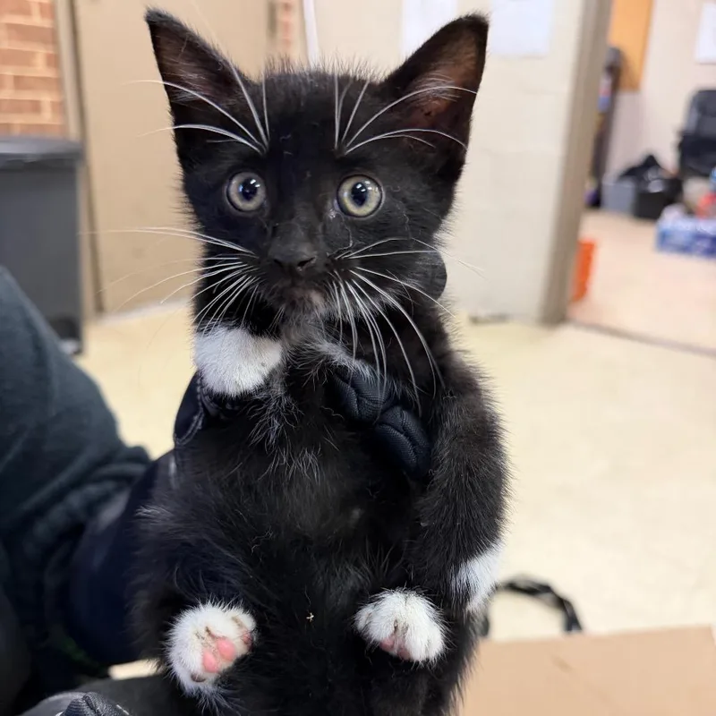 A baby small-sized male Black Domestic Short Hair cat named Bodhi for adoption in Birmingham, AL