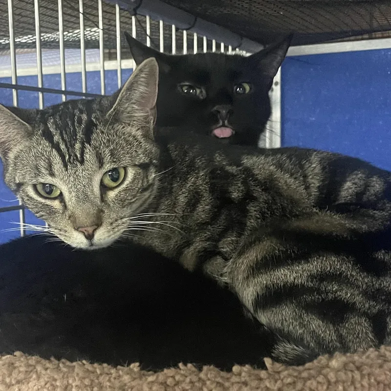 A young medium-sized male Black Domestic Short Hair cat named BMo for adoption in Holly, MI