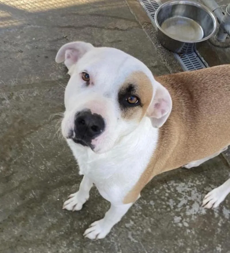 A young medium-sized male Boxer dog named Carver for adoption in Burnsville, NC