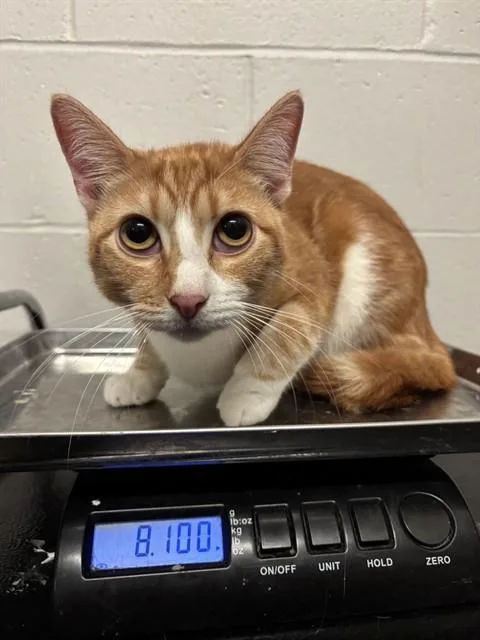 A young small-sized male Domestic Short Hair cat named Tj for adoption in Olivette, MO