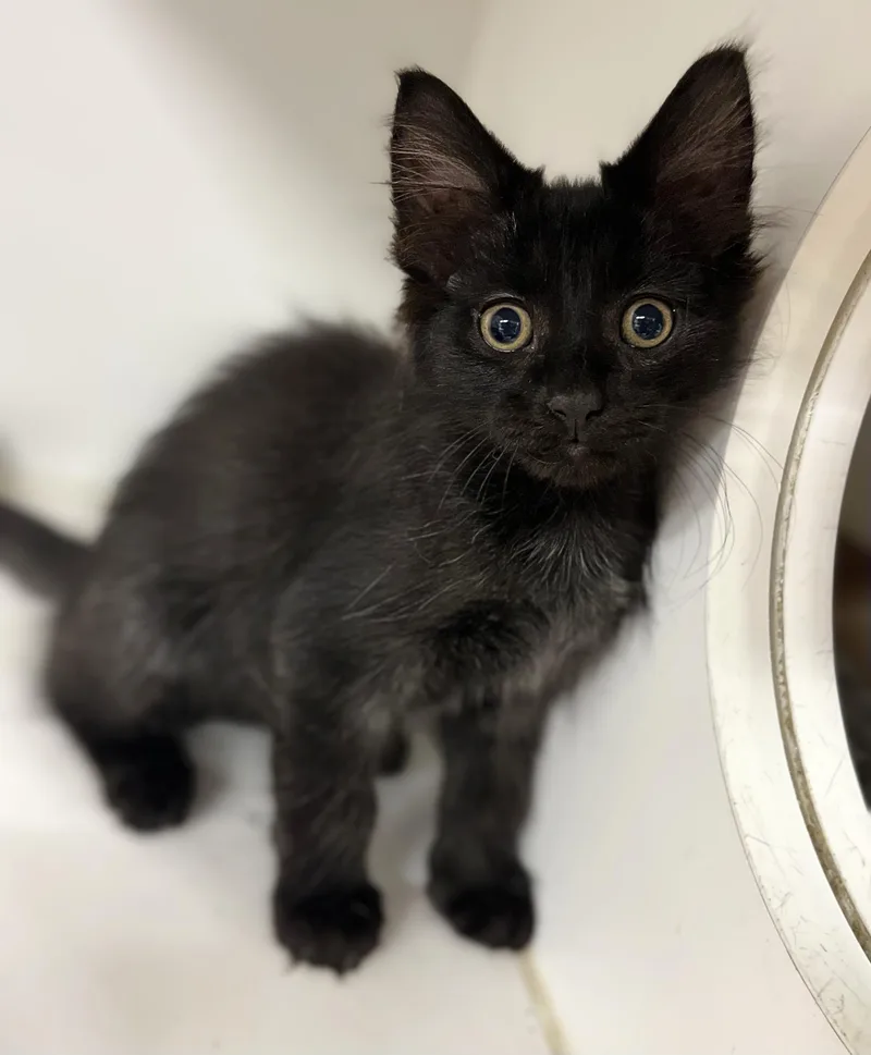 A baby medium-sized male Black Domestic Short Hair cat named Oolong for adoption in Seville, OH