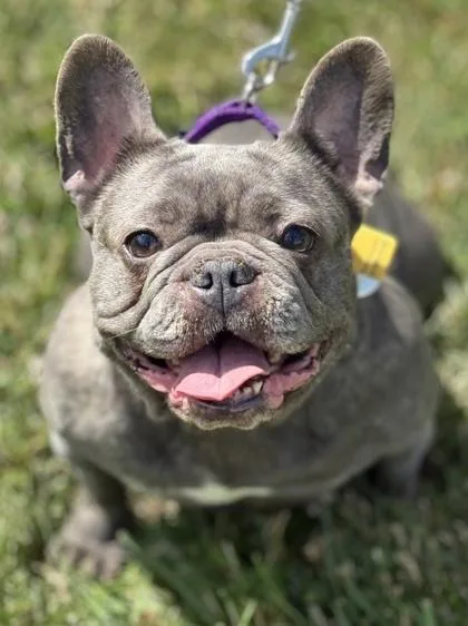 An adult medium-sized female French Bulldog dog named Nancy for adoption in Malvern, PA