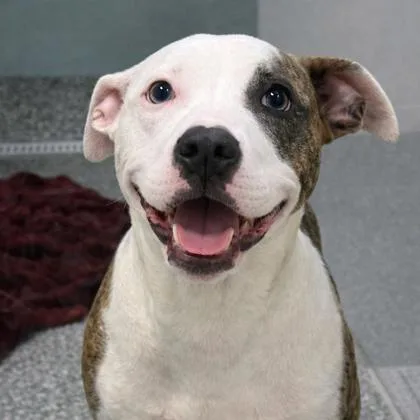 An adult medium-sized female Terrier dog named Adelaide for adoption in Voorhees, NJ