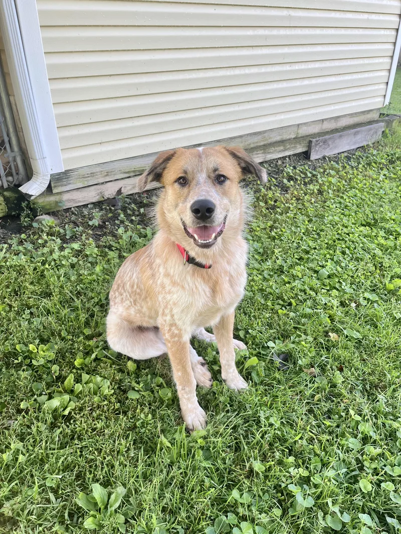 A young large-sized male White / Cream Great Pyrenees dog named Joshua for adoption in Fairfax, VA