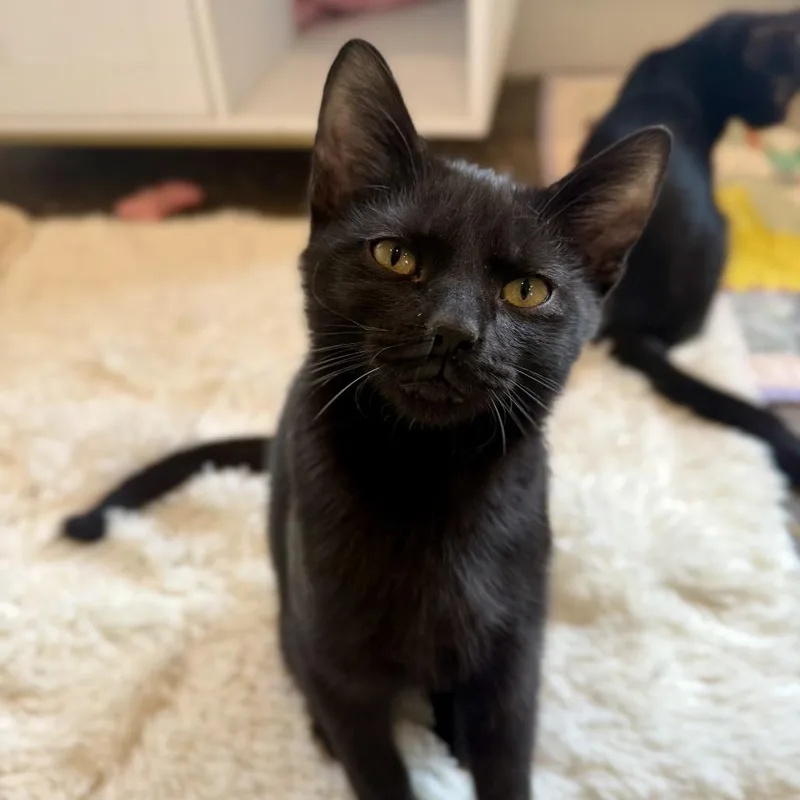 A baby medium-sized male Black Domestic Short Hair cat named Sun Baby for adoption in Louisville, KY