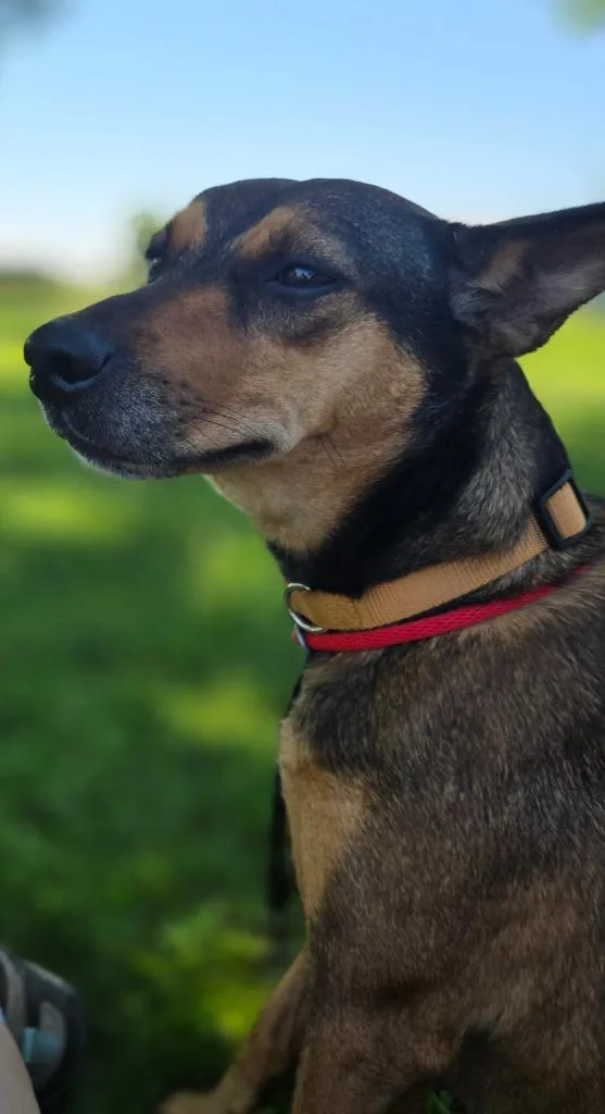 Penny