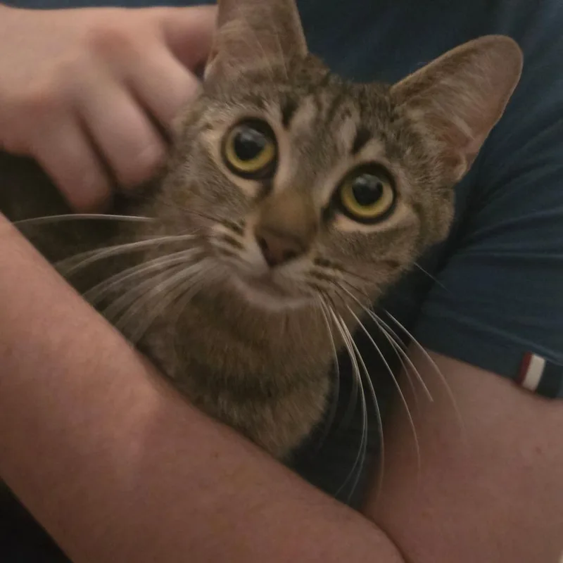 A young medium-sized female Brown / Chocolate Domestic Short Hair cat named Solar for adoption in Cheyenne, WY