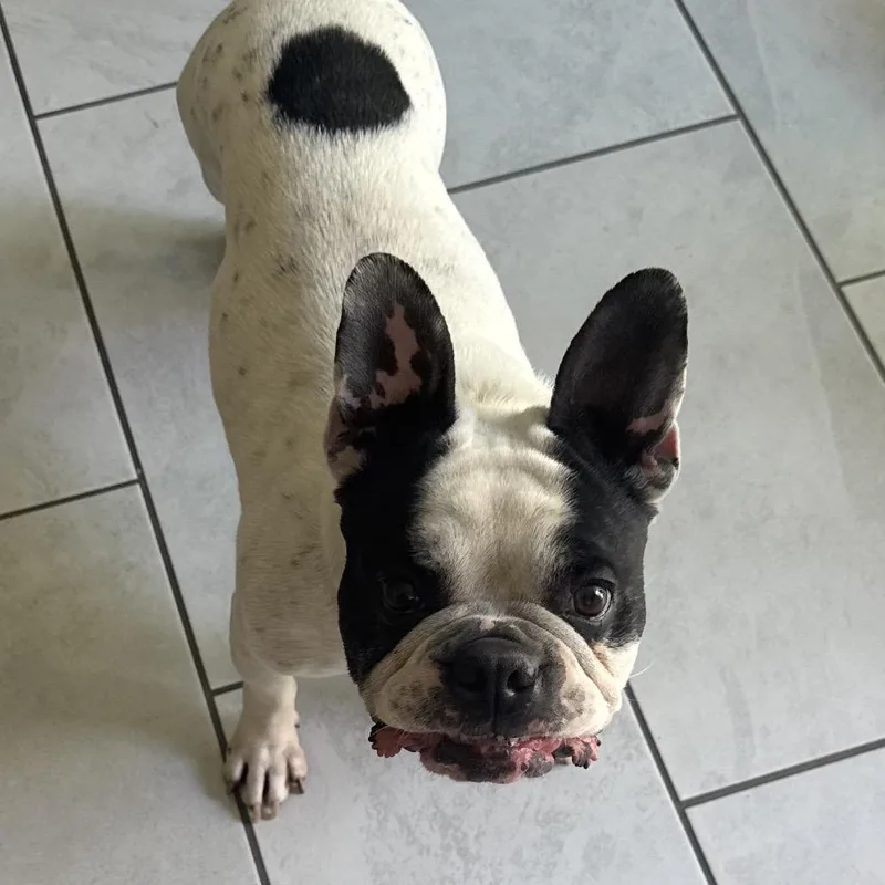 An adult medium-sized male White / Cream French Bulldog dog named Milo for adoption in Las Vegas, NV