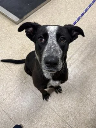 A baby large-sized female Mixed Breed dog named Tiffany for adoption in St. Anne, IL