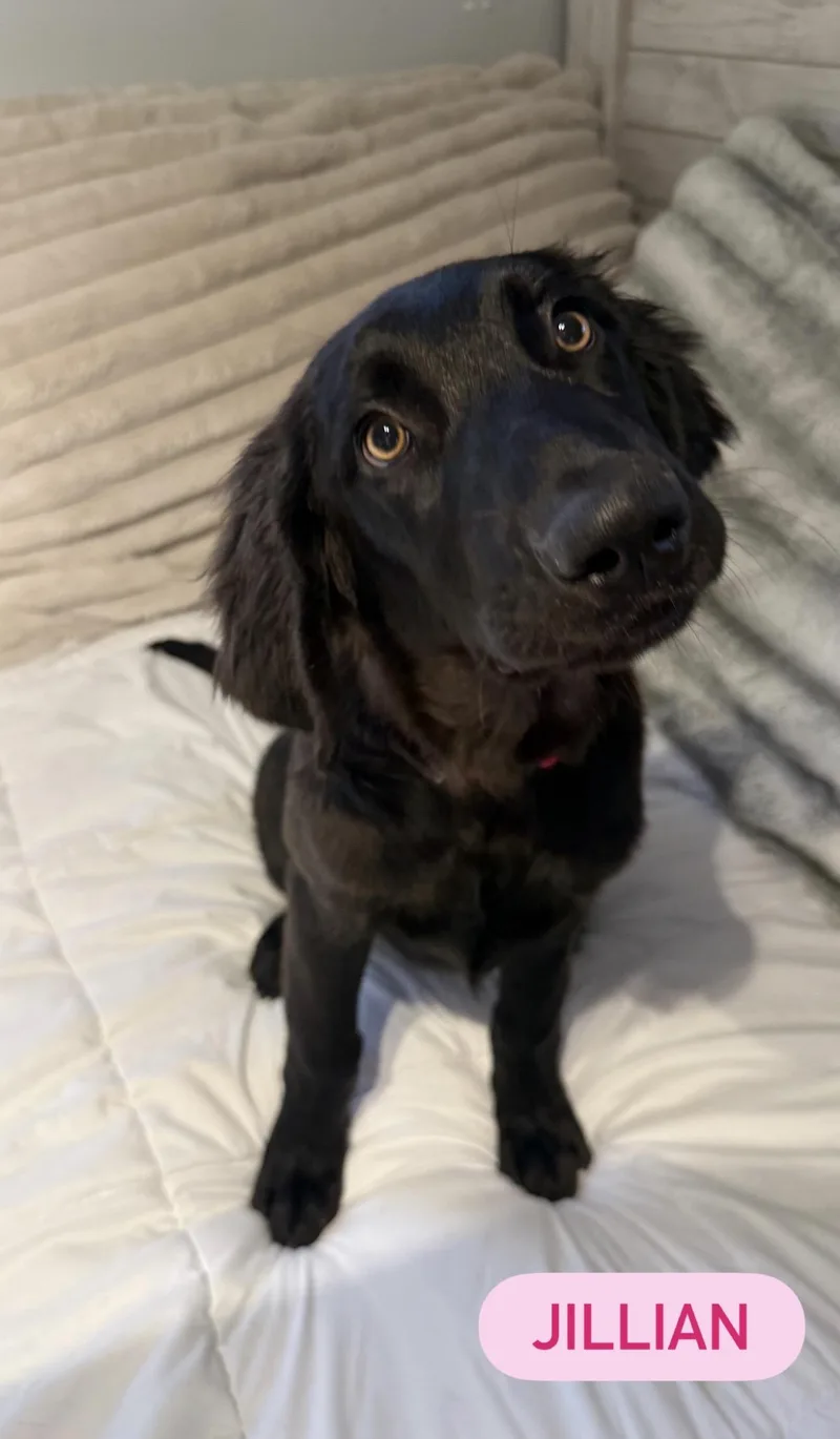 A baby large-sized female Golden Retriever dog named Jillian for adoption in Kutztown, PA