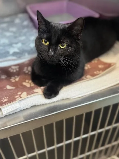 Licorice thumbnail 2