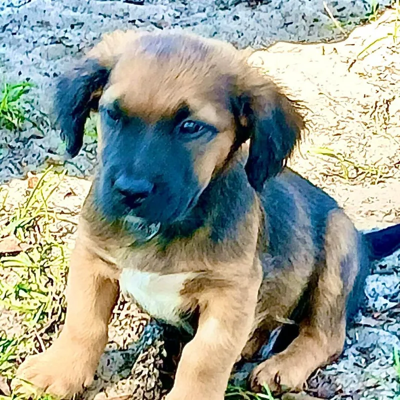 A baby medium-sized female Brown / Chocolate Mixed Breed dog named Zion for adoption in Williston, FL