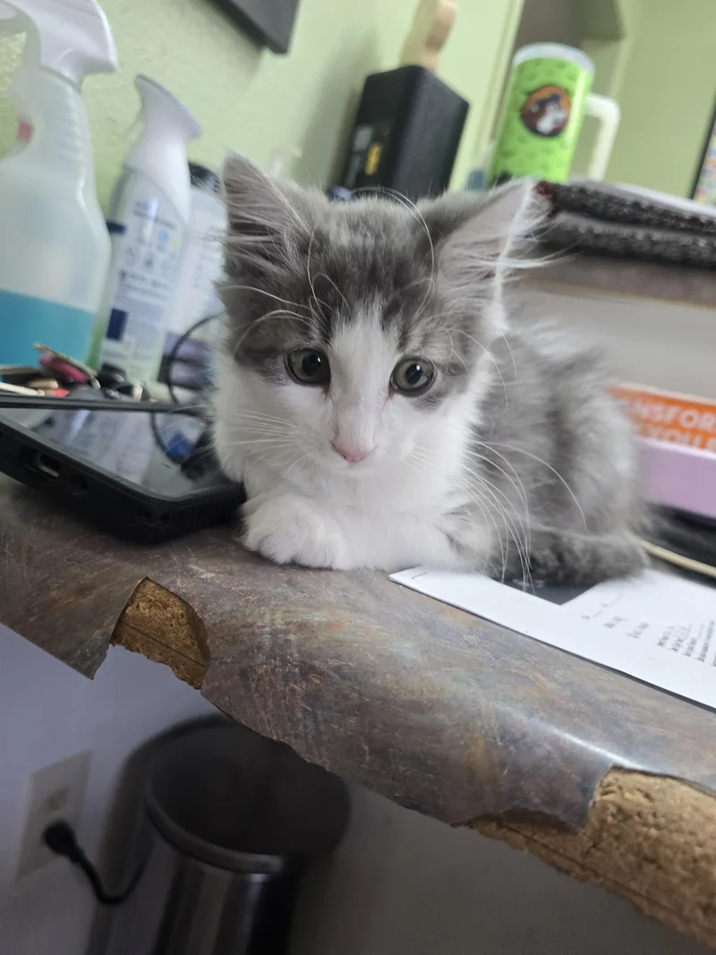 Rex