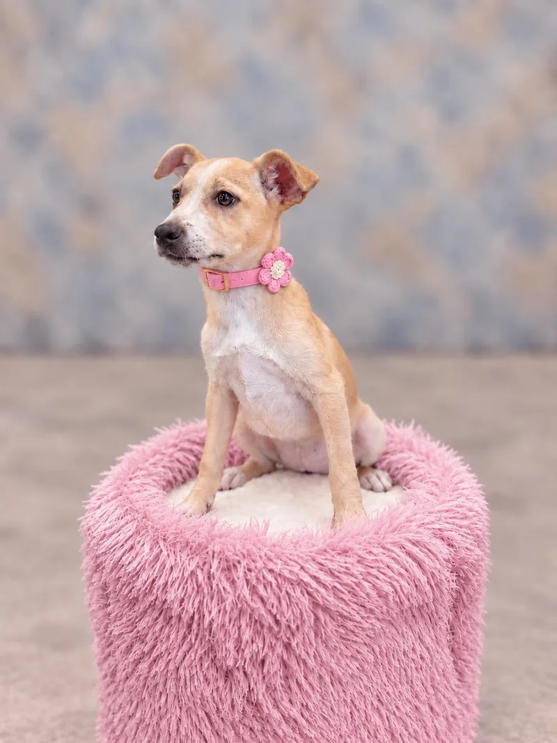 A young small-sized female Chihuahua dog named Neza for adoption in Helotes, TX