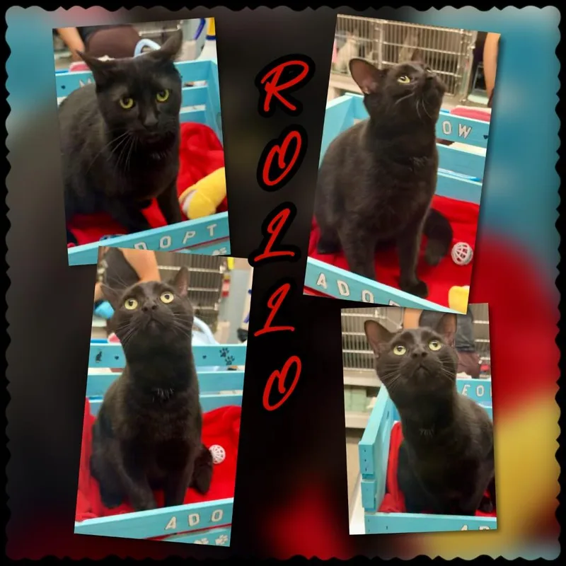 Rollo