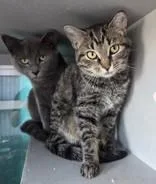 A young small-sized female Domestic Short Hair cat named Trixy for adoption in Edgewood, NM