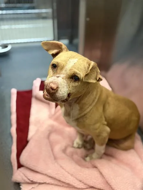 An adult large-sized female Mixed Breed dog named Charlie Baltimore for adoption in Dallas, TX