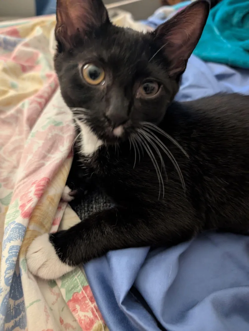 A baby medium-sized female Black & White / Tuxedo Domestic Short Hair cat named Daisy for adoption in Breinigsville, PA