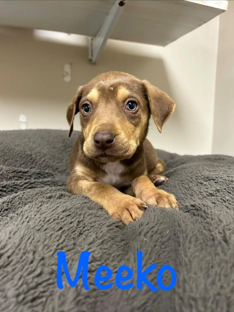 A baby small-sized male Husky dog named Meeko for adoption in West Union, OH