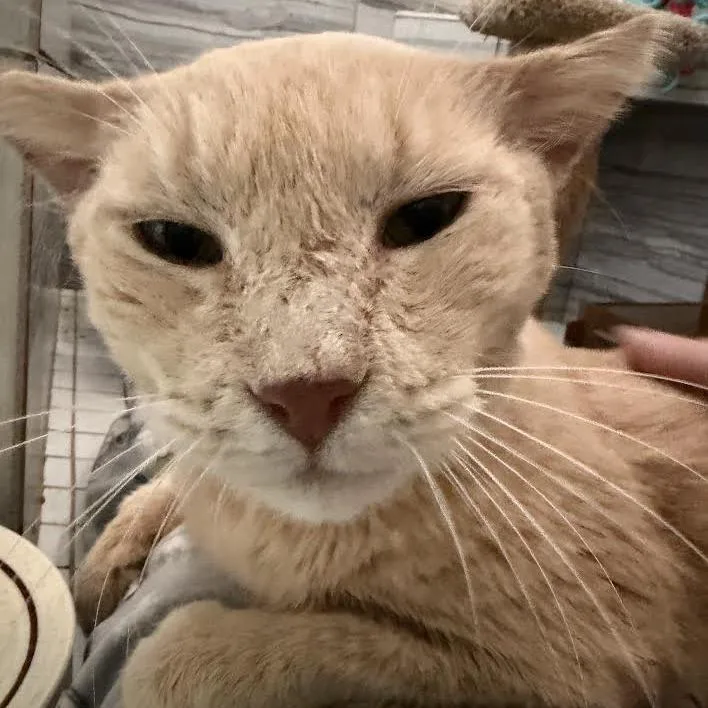 An adult medium-sized male Orange / Red Domestic Short Hair cat named Buff for adoption in Chattanooga, TN