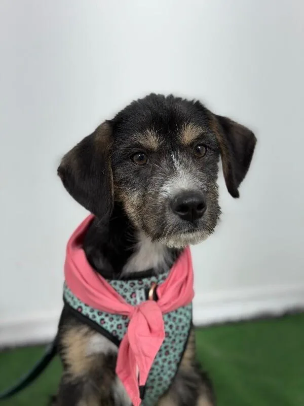 A baby medium-sized female Tricolor (Brown, Black, & White) Border Terrier dog named Cielo for adoption in Carlsbad, CA