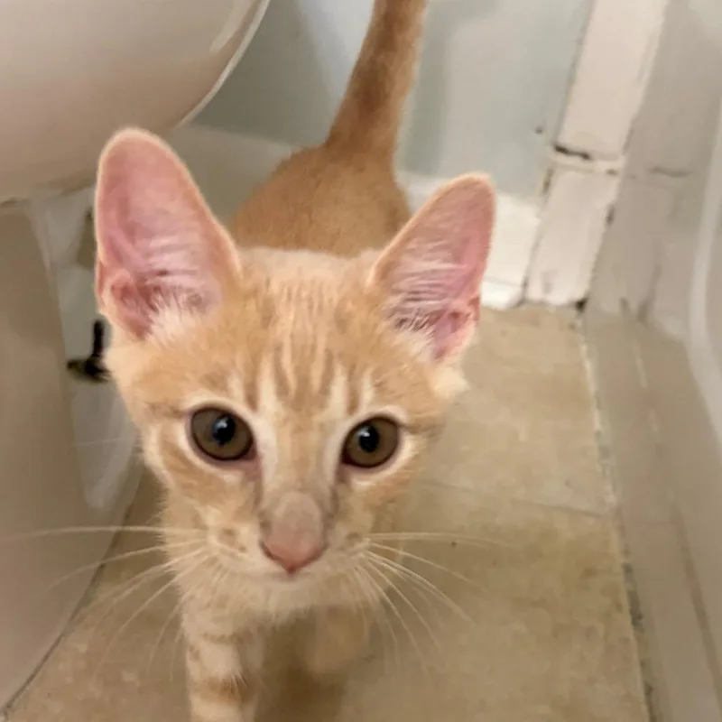 A baby small-sized male Buff / Tan / Fawn Domestic Short Hair cat named Graham Jr for adoption in Durham, NC