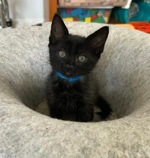 A baby small-sized male Domestic Short Hair cat named Fred for adoption in Camarillo, CA